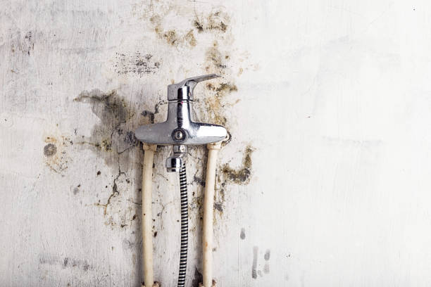 Best Mold Testing  in Puyallup, WA