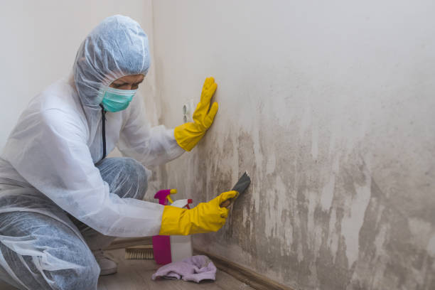 Puyallup, WA Mold Removal Company