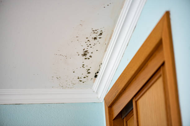 Best Professional Mold Removal  in Puyallup, WA