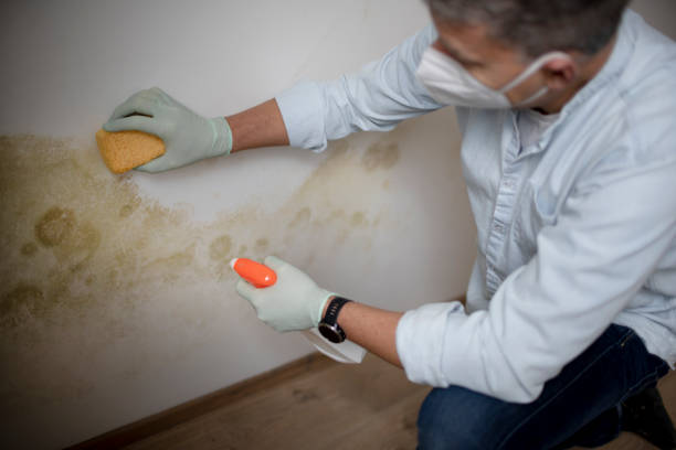Best Mold Remediation  in Puyallup, WA