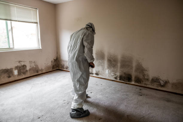 Office Mold Removal Services in Puyallup, WA