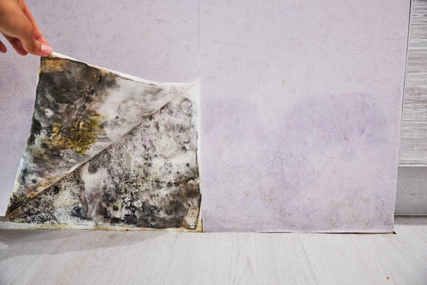 Best Office Mold Removal Services  in Puyallup, WA